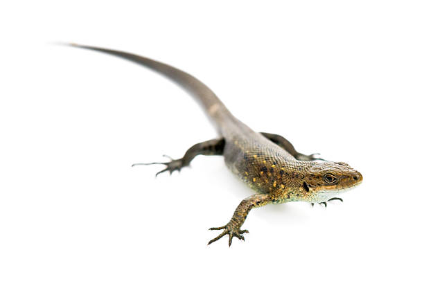 lizard (isolated, clipping path) stock photo