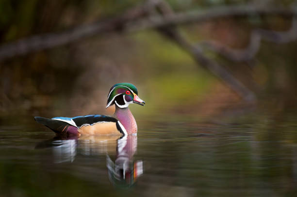 Wood Duck Portrait stock photo