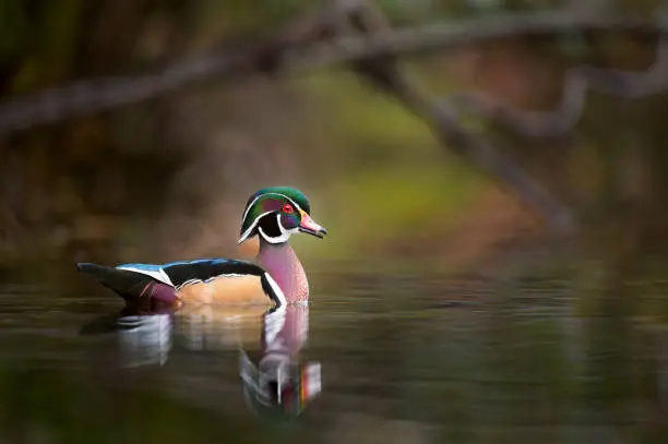 This drake Wood Duck floats on the water in soft overcast light showing off his incredibly colorful feathers.