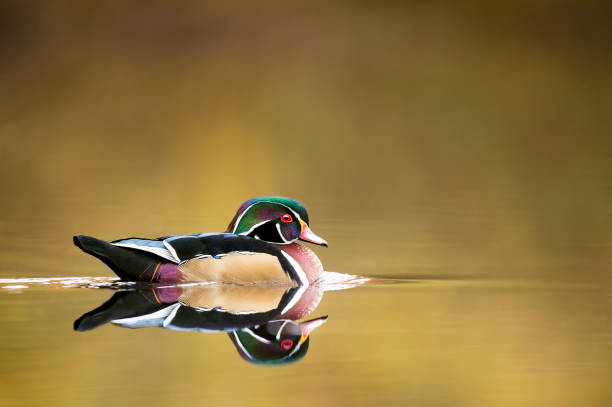 istock Wood Duck Drake in Autumn 931415940