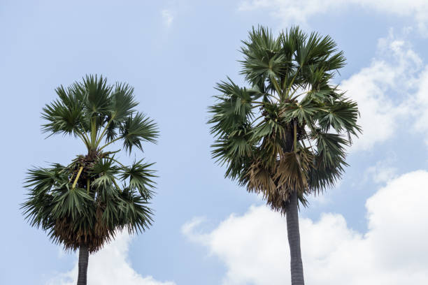 istock palm trees on the background of a beautiful sunset. 931419126