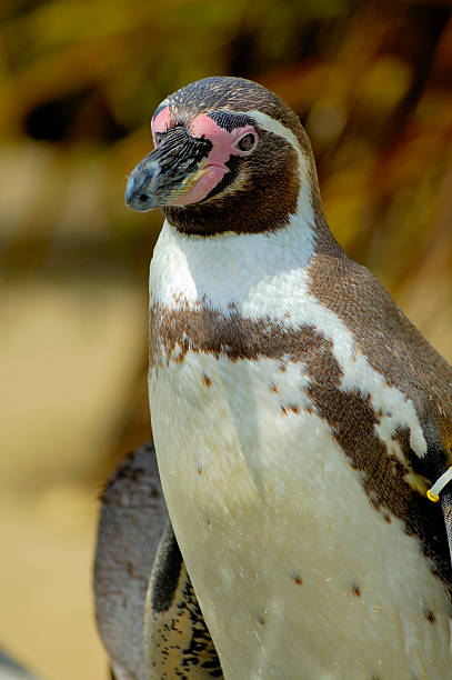 Penguin at the zoo stock photo