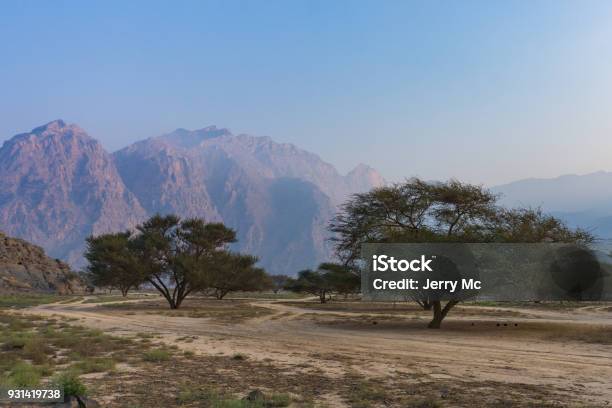 Akazien Auf Dem Tal Etage Khasab Oman Stockfoto und mehr Bilder von Abenddämmerung - Abenddämmerung, Abenteuer, Akazie