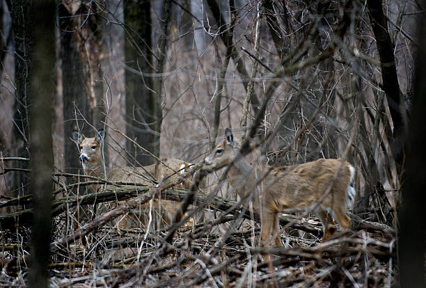 istock Pair of White-Tailed Deer (Odocoileus virginianus) - Camouflaged 93142102