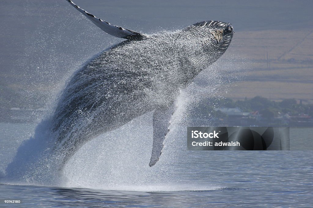 Naruszenie sekwencji - Zbiór zdjęć royalty-free (Wieloryb)