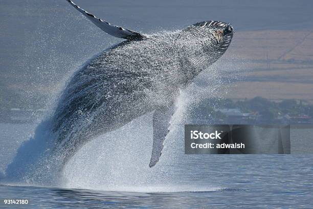 Naruszenie Sekwencji - zdjęcia stockowe i więcej obrazów Wieloryb - Wieloryb, Skok wieloryba, Długopłetwiec