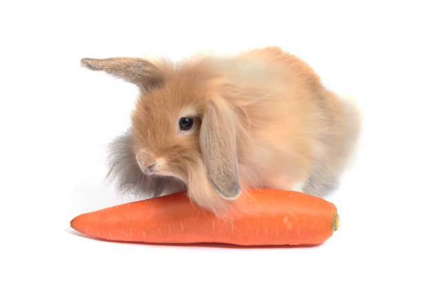 istock brown hollands Lops rabbits with carrot on white background 931422466