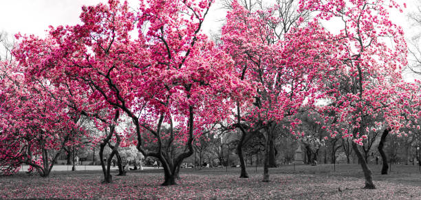 istock Colorful trees in black and white forest fantasy landscape 931422476
