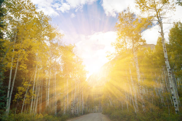 Curved aspen trees dancing backlit by the morning sun near the Ophir Pass in Telluride, Colorado.