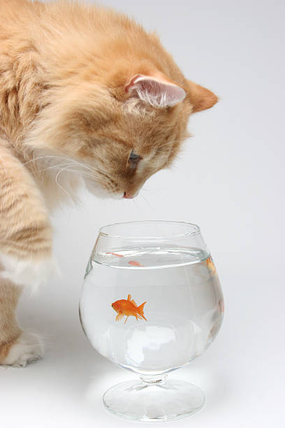 gato perseguir - desire effort reaching goldfish imagens e fotografias de stock