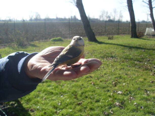 istock Blue and yellow in the hand 931422828