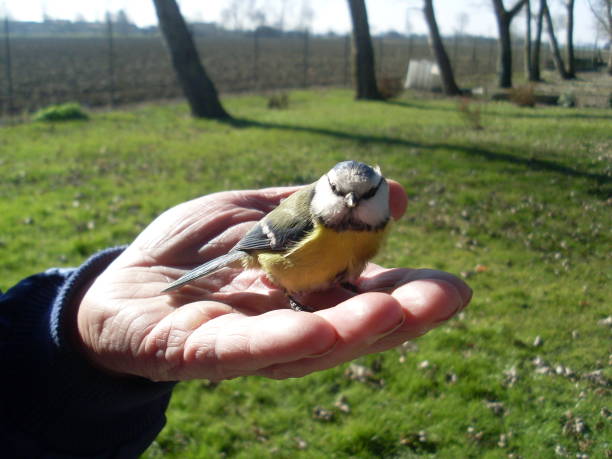 istock Blue and yellow in the hand 931423146