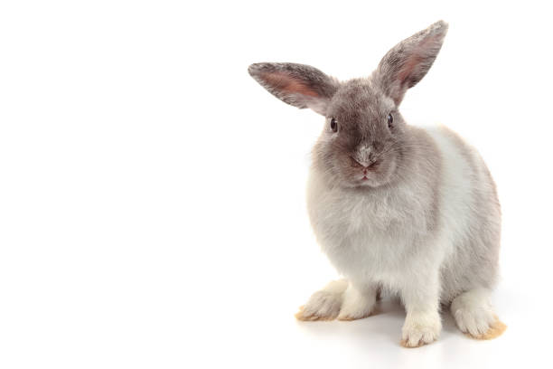 istock Short hair adorable baby rabbit on white background 931423670