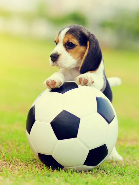 istock Cute Beagle playing football 931423742