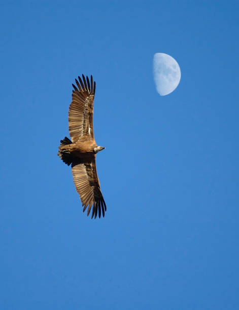 Avvoltoio e la luna - foto stock