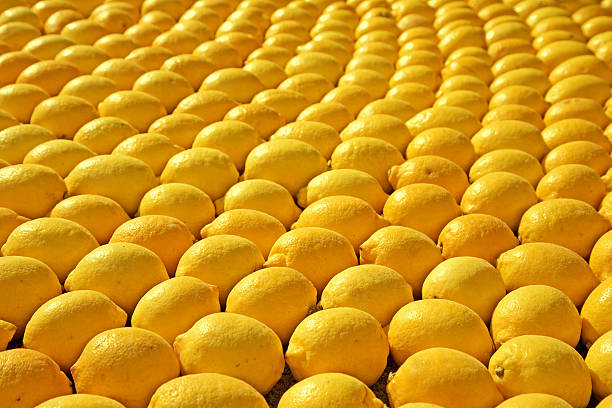 rows of ripe yellow lemons stock photo