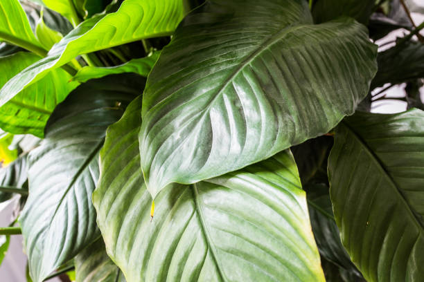 istock Green leafs close-up nature plant decoration 931425514