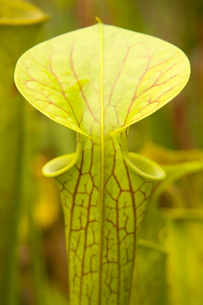 Sarracenia flava stock photo