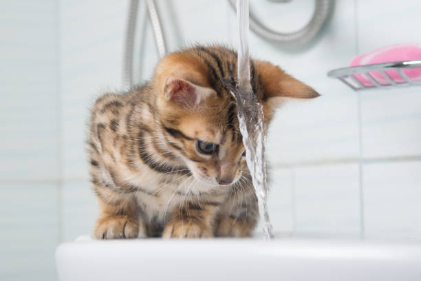 pequeño gatito, conocido primero con agua y lavarse el pelo - bengal cat fotografías e imágenes de stock