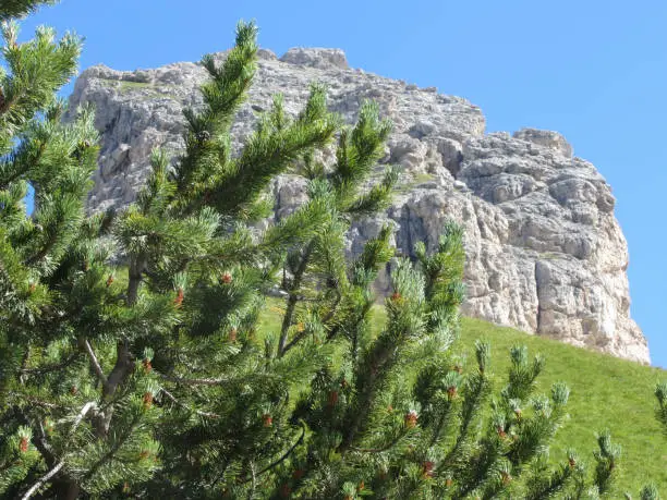 Mountain pine ( pinus mugo ) against italian Dolomites mountains in summer . ValGardena, South tyrol, Bolzano, Italy
