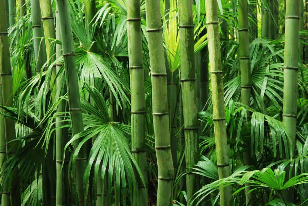 en bambou - bamboo photos et images de collection