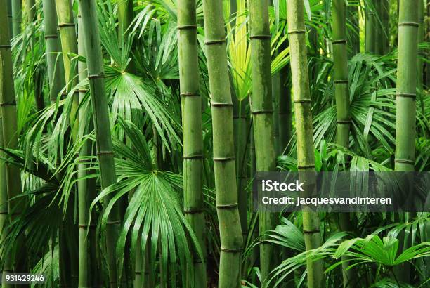 Bamboo Stock Photo - Download Image Now - Bamboo - Plant, Backgrounds, Forest