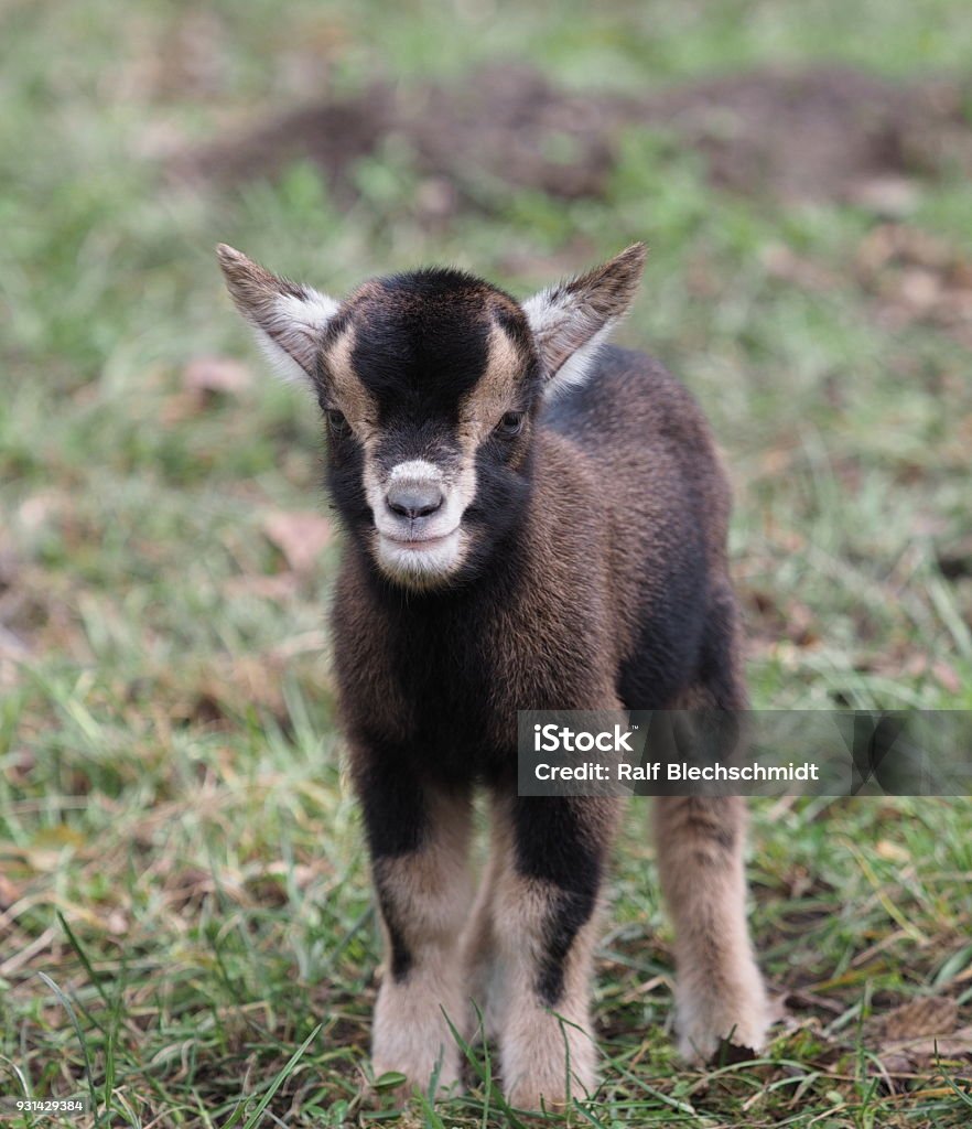 Ziegenlamm small goat in portrait format Agriculture Stock Photo