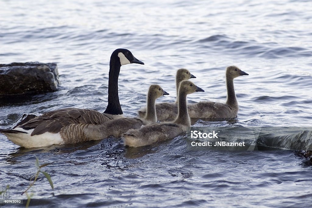 De gansos - Royalty-free Andar na Água Foto de stock