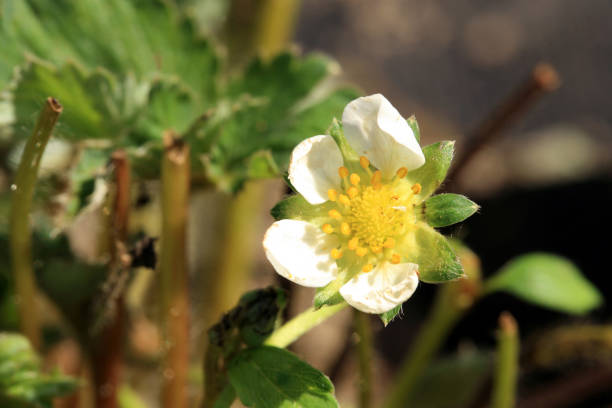 istock Flower of a blossoming strawberry 931431726