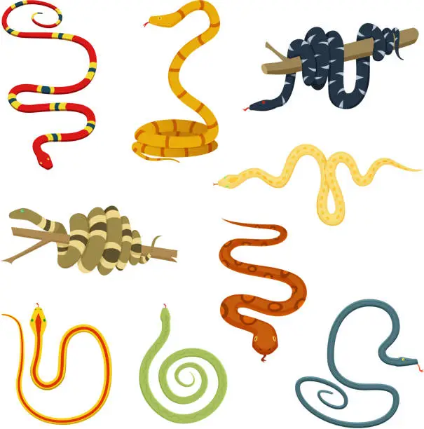 Vector illustration of Pictures of colored reptiles. Poisonous snakes