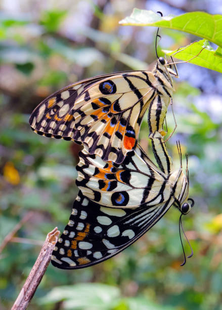 istock beautiful couple butterfly mating 931432574