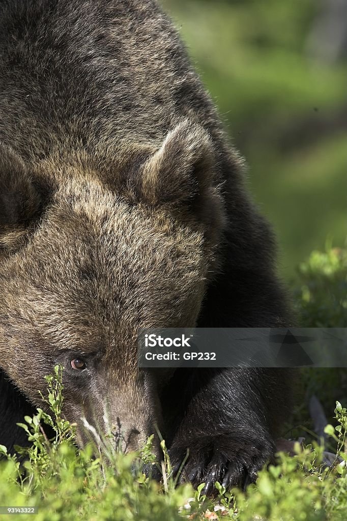 Bear pawing para alimentos - Foto de stock de Agresión libre de derechos