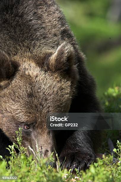 Медведь Pawing Для Пищи — стоковые фотографии и другие картинки Агрессия - Агрессия, Бурый медведь, Вертикальный