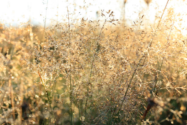 istock Grass inflorescences with dew drops at sunrise on a wild meadow. 931434724