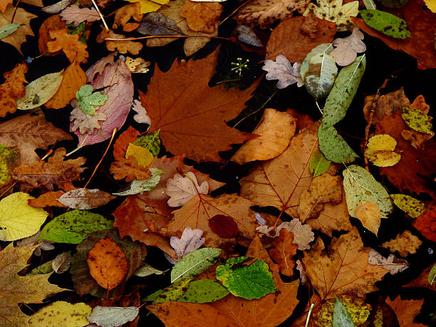 wet leaf pattern stock photo