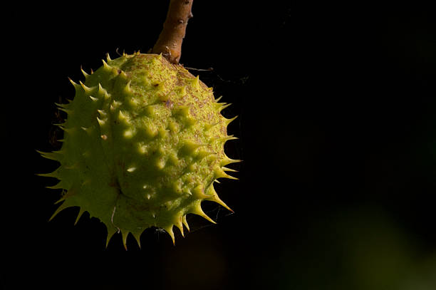 Conker em Pé - fotografia de stock