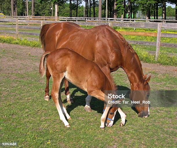 Photo libre de droit de Maman Et Son Bébé Cheval Qui Se Promène banque d'images et plus d'images libres de droit de Beauté - Beauté, Beauté de la nature, Brouter