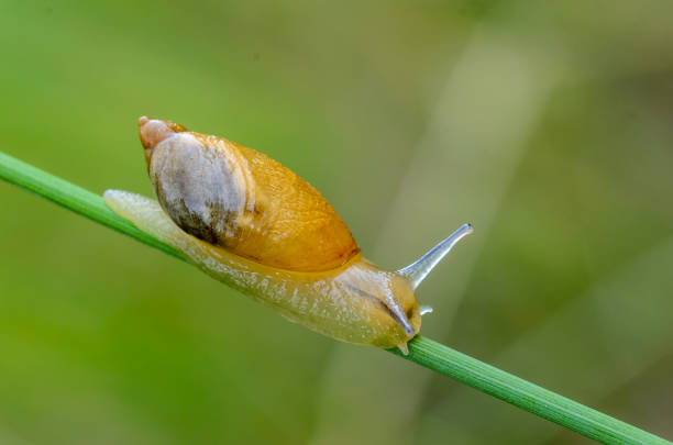 istock Forest snail descends the green grass stalk 931441262