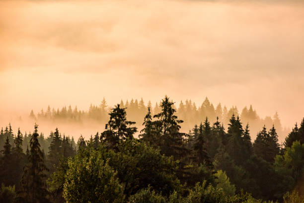 istock Pine forest in the sunrise light with mist 931442846