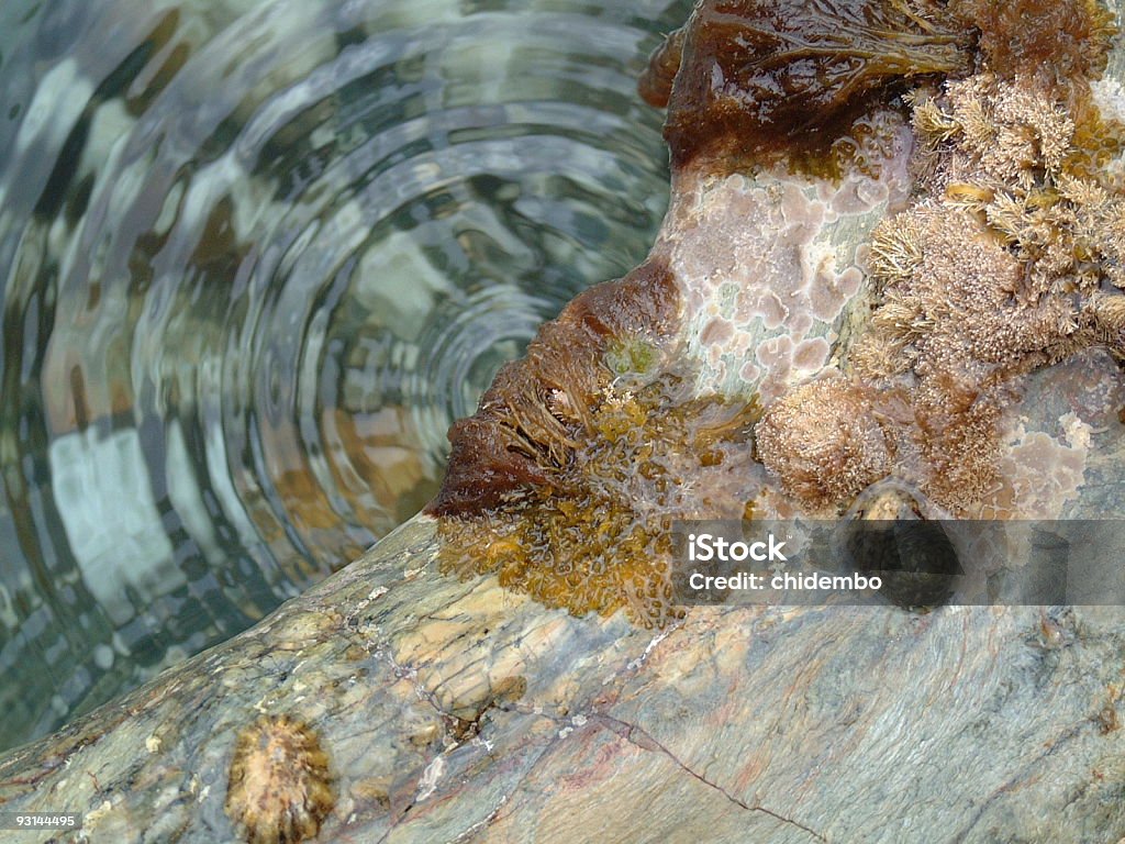 Caduta in acqua piscina di roccia di marea - Foto stock royalty-free di Alga