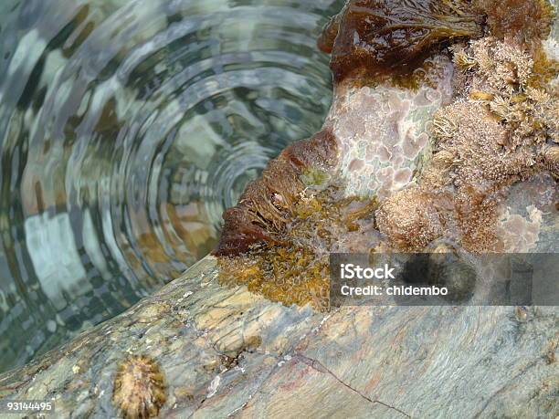 Caduta In Acqua Piscina Di Roccia Di Marea - Fotografie stock e altre immagini di Alga - Alga, Ambientazione esterna, Ciottolo