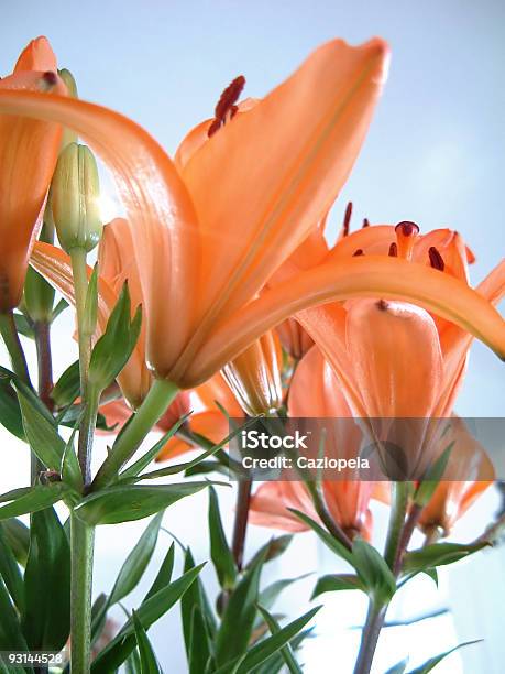 Foto de No Jardim 3 e mais fotos de stock de Flor - Flor, Esquisito, Estupefação