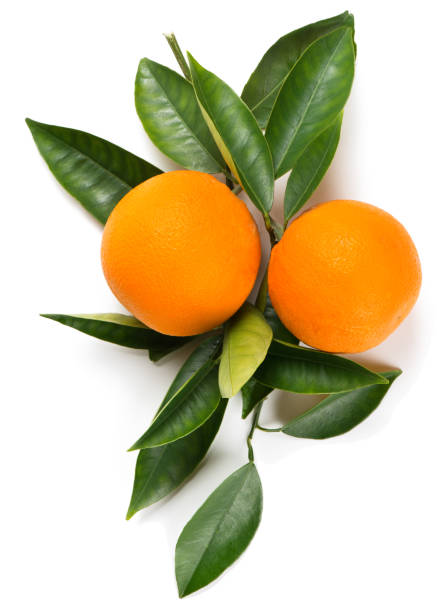 istock Twig of orange with fruits. 931445326
