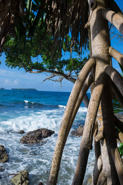 Drift wood, dead trees and twisted roots on the beach in So Carolina and Hawaii