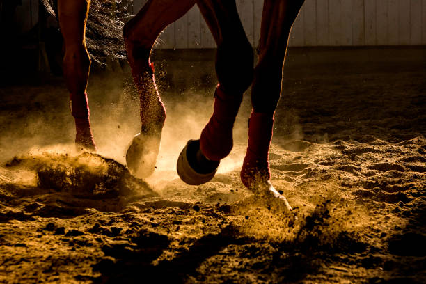 Horse training in the sand and dust Detail of a horse training inside a horseback riding school in Romania, detail with dust and backlight horse barn stock pictures, royalty-free photos & images