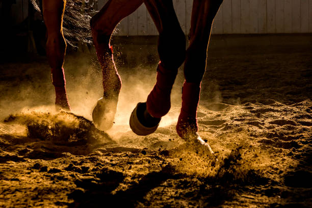 Horse training in the sand and dust Detail of a horse training inside a horseback riding school in Romania, detail with dust and backlight animal leg stock pictures, royalty-free photos & images
