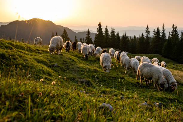 istock Sheep herd on a green pasture in the mountains 931445690