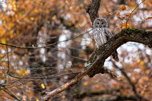 Photo of Ural owl bird standing in a forest during autumn day