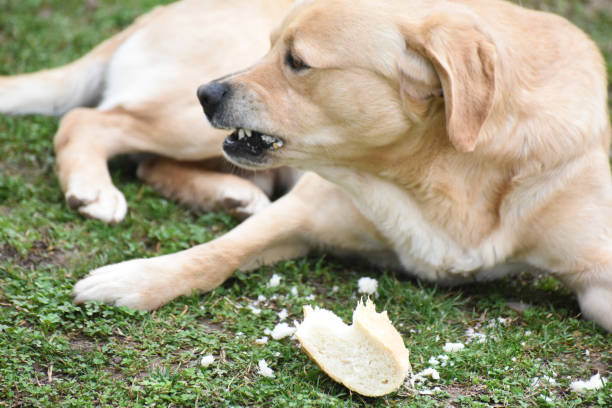 istock Dog eating bread in the park 931446244