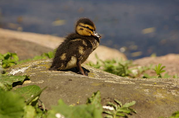 Duckling drying in the sun stock photo